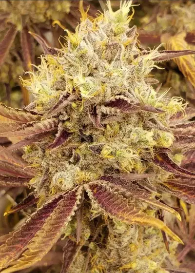 Pineapple Upside Down Cake by Seedsupreme, Photoperiod cannabis strain