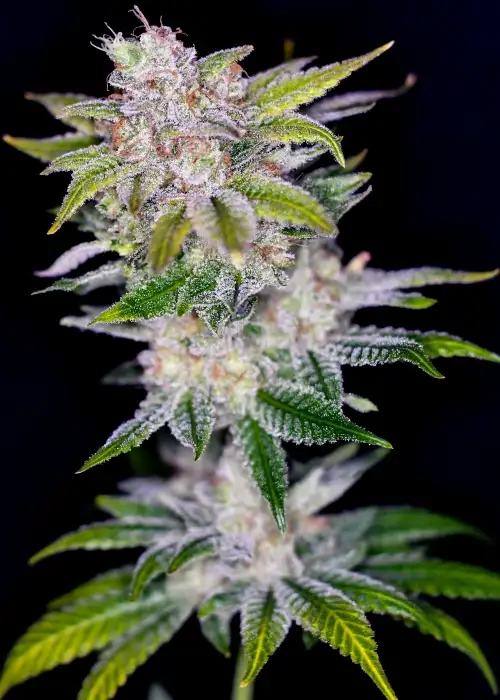 Pineapple Wine by Irie Genetics, Photoperiod cannabis strain
