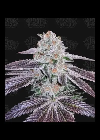 Pink Apple Tartz by Terp Treez Co., Photoperiod cannabis strain