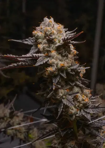 Pink Certz by Premium Cultivars, Photoperiod cannabis strain