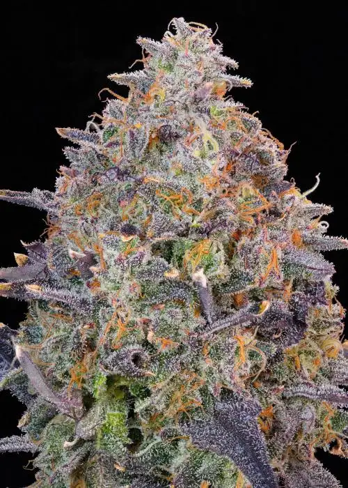 Pink Chai by Grounded Genetics, Photoperiod cannabis strain