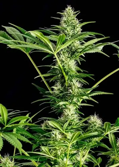 Pink Doctor by Biological Seeds, Photoperiod cannabis strain
