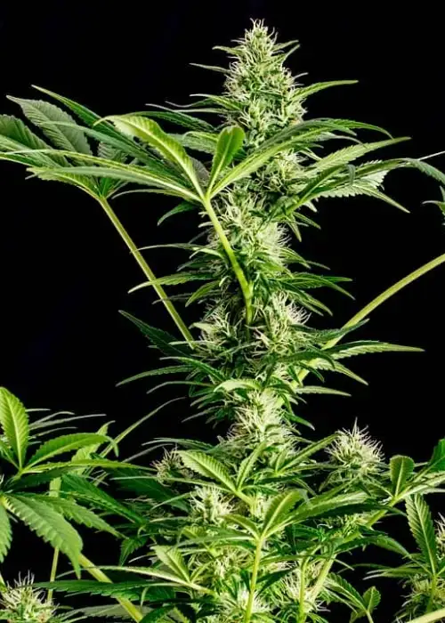 Pink Doctor by Biological Seeds, Photoperiod cannabis strain