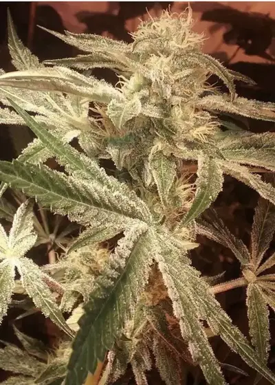 Pink Floyd by Mr.Nice, Photoperiod cannabis strain