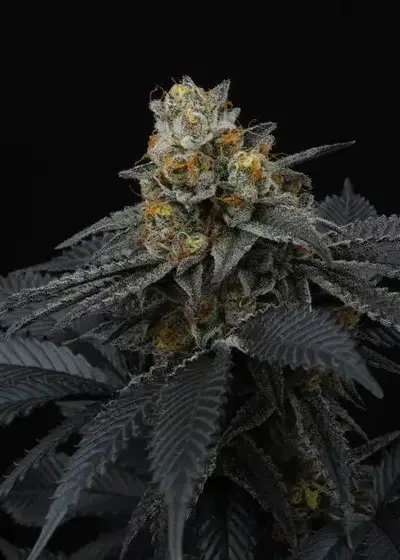 Pink Gasoline by Perfect Tree, Photoperiod cannabis strain