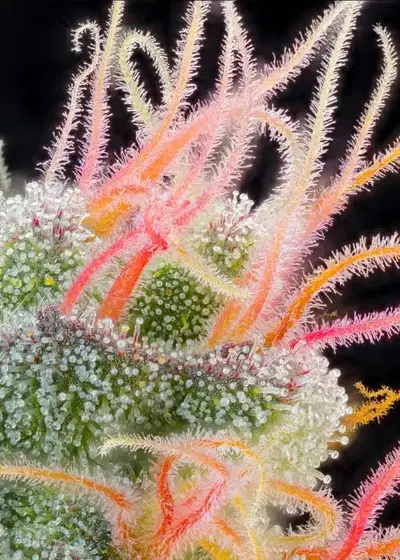 Pink Honey by Grounded Genetics, Photoperiod cannabis strain
