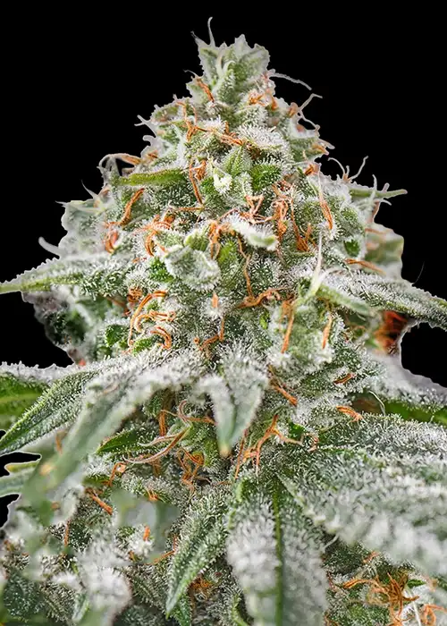 Pink Kush by Barney's Farm, Photoperiod cannabis strain