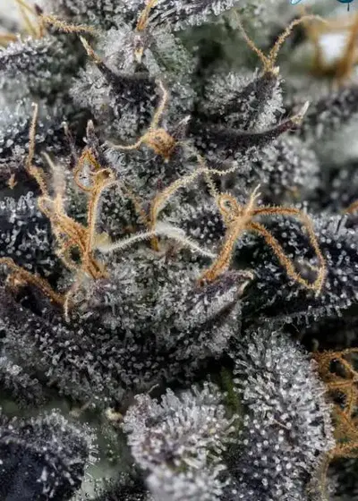 Pink Lady by Offensive Selections, Autoflower cannabis strain
