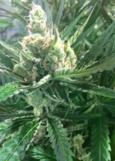 Pink Lemon-Aid by Mosca Seeds, Photoperiod cannabis strain
