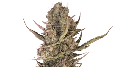Pink Lemonade Auto by 34 Street Seed Co., Autoflower cannabis strain