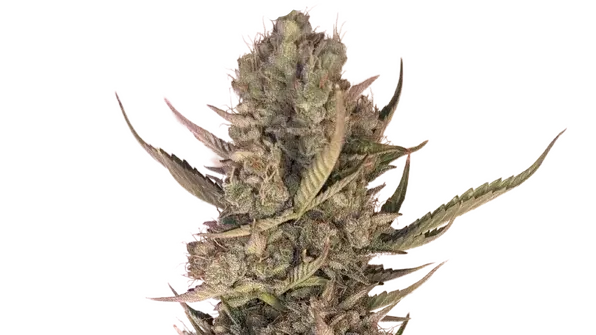 Pink Lemonade Auto by 34 Street Seed Co., Autoflower cannabis strain