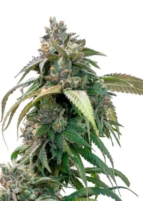 Pink Lemonade by 34 Street Seed Co., Photoperiod cannabis strain