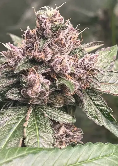 Pink Mintz by Conscious Genetics, Photoperiod cannabis strain