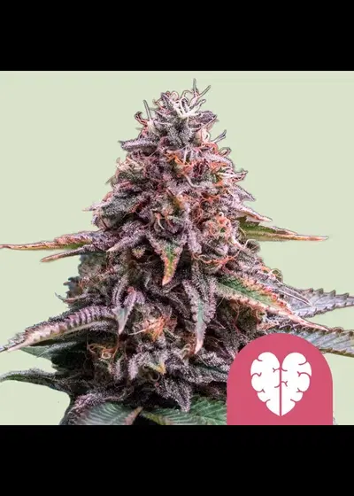 Pink Mist by Royal Queen Seeds, Photoperiod cannabis strain