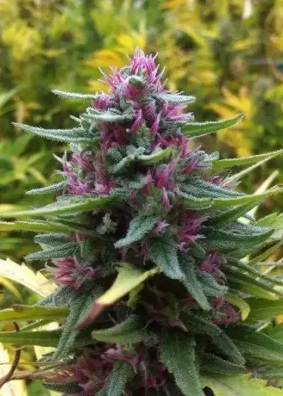 Pink Plant by Eva Seeds, Photoperiod cannabis strain