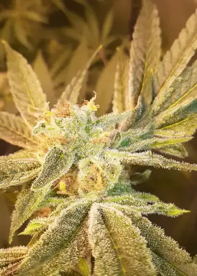 Pink Punch 2.0 by Future Genetix, Photoperiod cannabis strain
