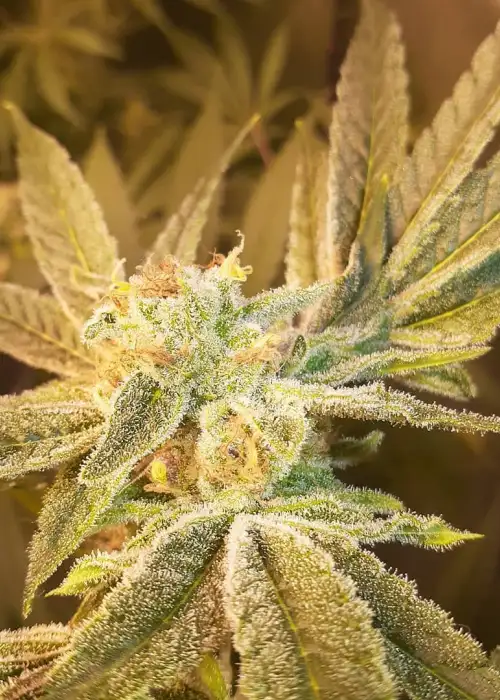 Pink Punch 2.0 by Future Genetix, Photoperiod cannabis strain