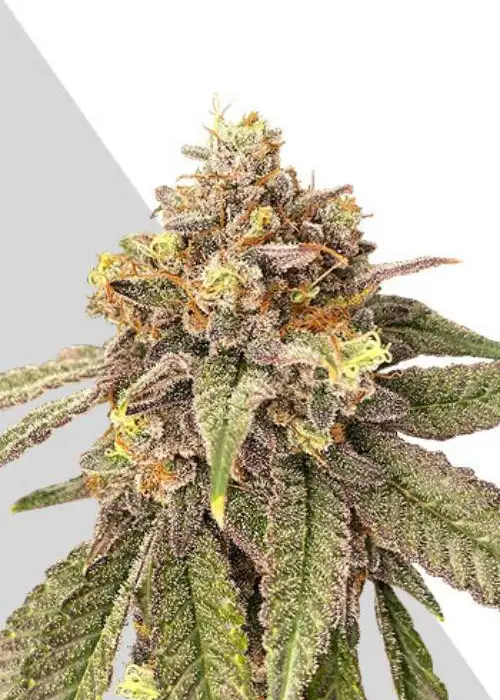 Pink Runtz by Auto Seeds, Autoflower cannabis strain