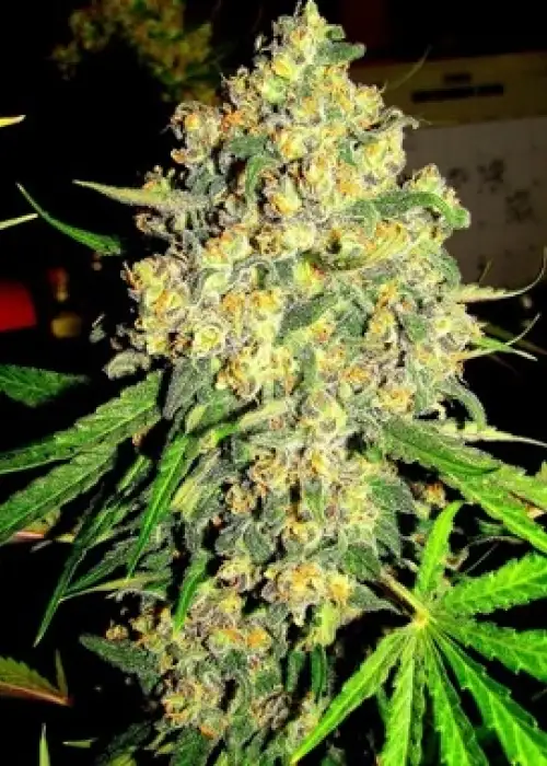 Pink Sherbert by Feminised Seeds Company, Photoperiod cannabis strain