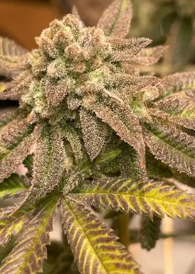 Pink Tsunami by Future Genetix, Photoperiod cannabis strain