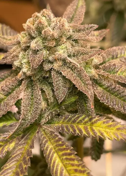 Pink Tsunami by Future Genetix, Photoperiod cannabis strain