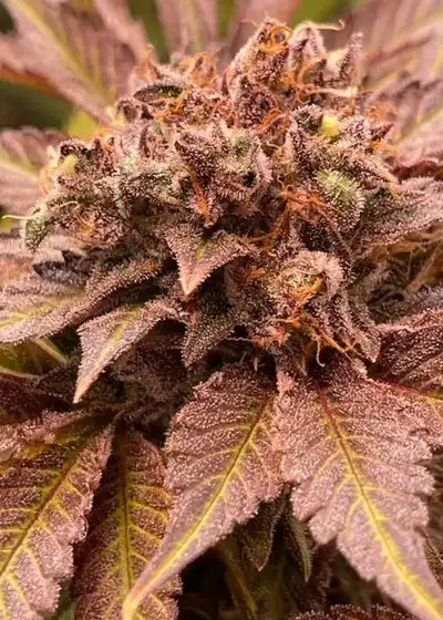 Pink Waferz by Conscious Genetics, Photoperiod cannabis strain