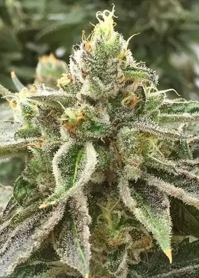 Pippa by Rare Dankness, Photoperiod cannabis strain