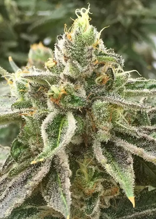 Pippa by Rare Dankness, Photoperiod cannabis strain