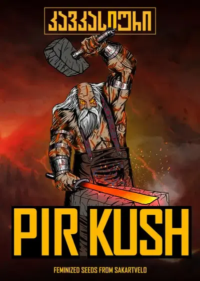 PirKush Auto by Caucasian Seeds, Autoflower cannabis strain