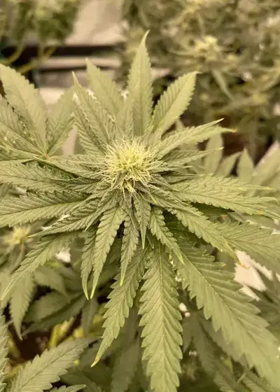 Pisthash by T.H.Seeds, Photoperiod cannabis strain