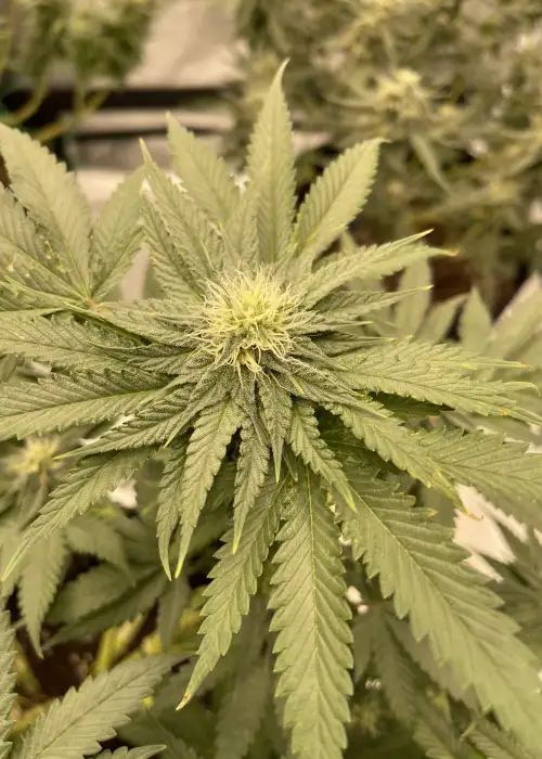 Pisthash by T.H.Seeds, Photoperiod cannabis strain