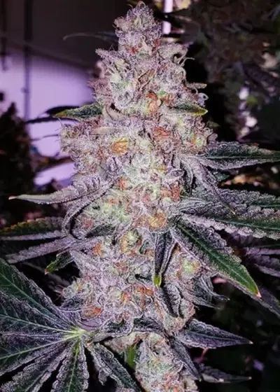 Planet Of The Grapes by ETHOS Genetics, Photoperiod cannabis strain
