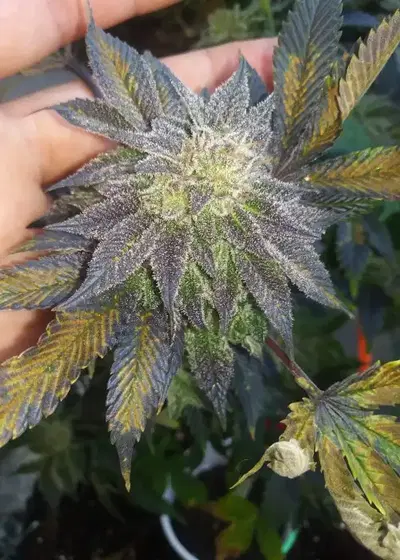 Platinum Banana Runtz S1 by CopyCat Genetics, Photoperiod cannabis strain