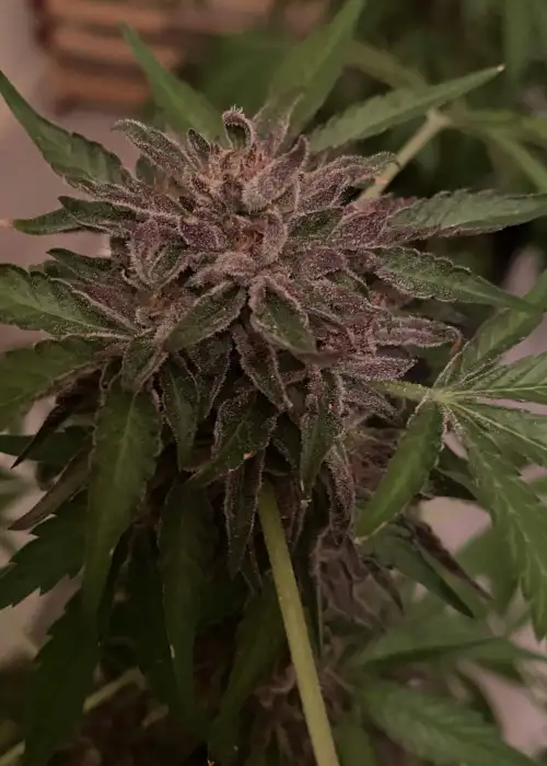 Platinum Bird by Purple City Genetics, Photoperiod cannabis strain