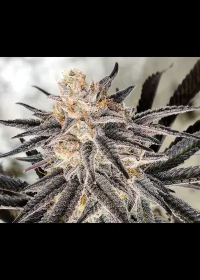 Platinum Gorilla by In House Genetics, Photoperiod cannabis strain