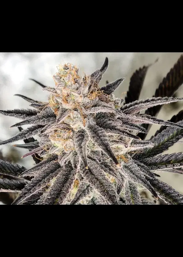 Platinum Gorilla by In House Genetics, Photoperiod cannabis strain
