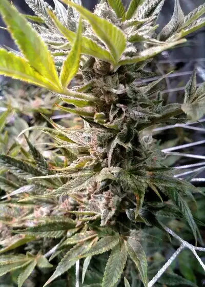 Platinum Huckleberry Cookies by Dynasty Seeds, Photoperiod cannabis strain