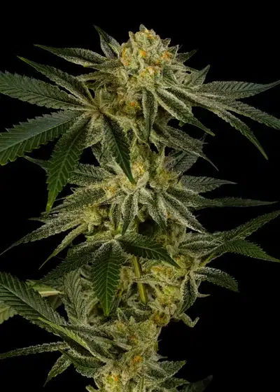 Platinum Mimosa by Dirty Bird Genetics, Photoperiod cannabis strain