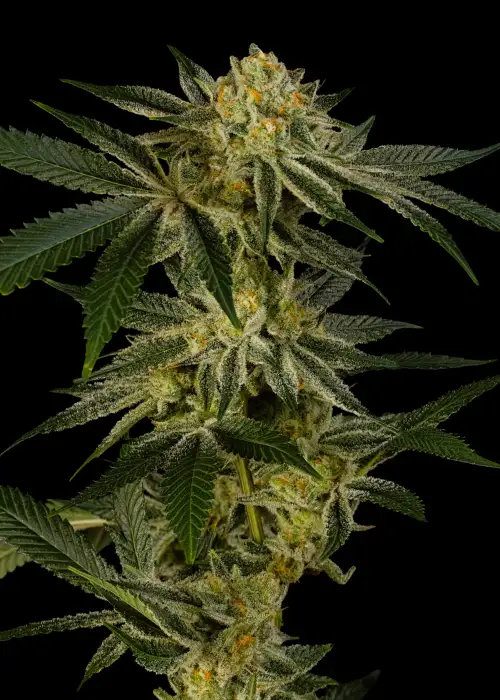 Platinum Mimosa by Dirty Bird Genetics, Photoperiod cannabis strain