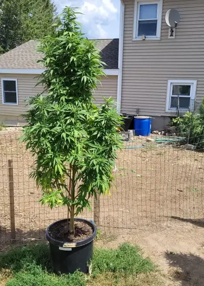 Platinum OG by Dark Heart Nursery, Photoperiod cannabis strain