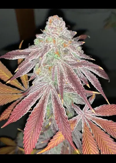 Platinum S1 by In House Genetics, Photoperiod cannabis strain
