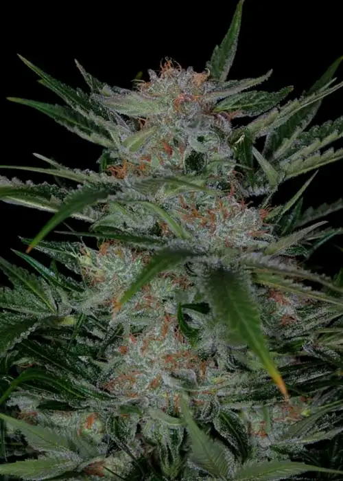 Plushberry by TGA Genetics Subcool Seeds, Photoperiod cannabis strain