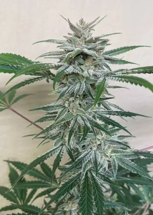 Pluto’s Bride by Gnome Automatics, Autoflower cannabis strain
