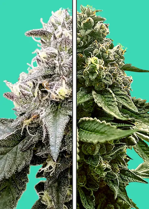 Pluto x Red Velvet by Nupeddler, Photoperiod cannabis strain