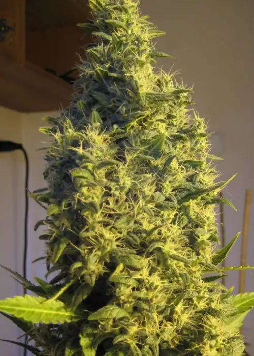 Point Of No Return by Mandala, Photoperiod cannabis strain