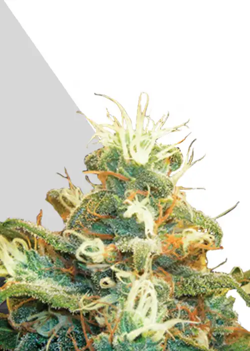 Polar Express by Green Bud Seeds, Autoflower cannabis strain