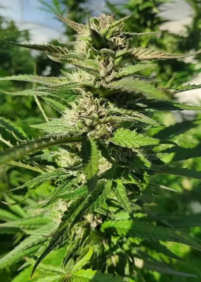 Polaris by Nuka Seeds, Photoperiod cannabis strain
