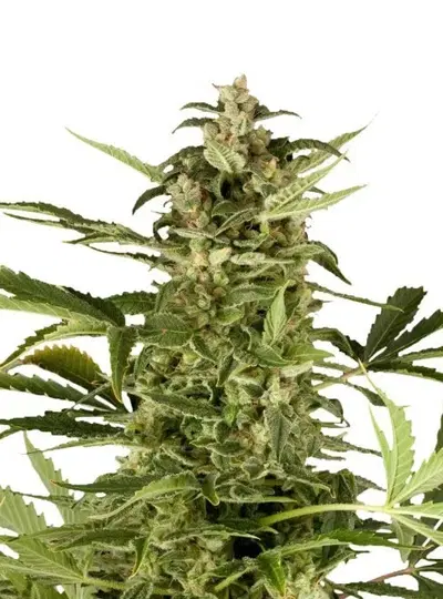 PolarLight #2 cannabis strain