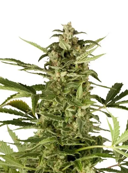 PolarLight #2 by Dutch Passion, Autoflower cannabis strain