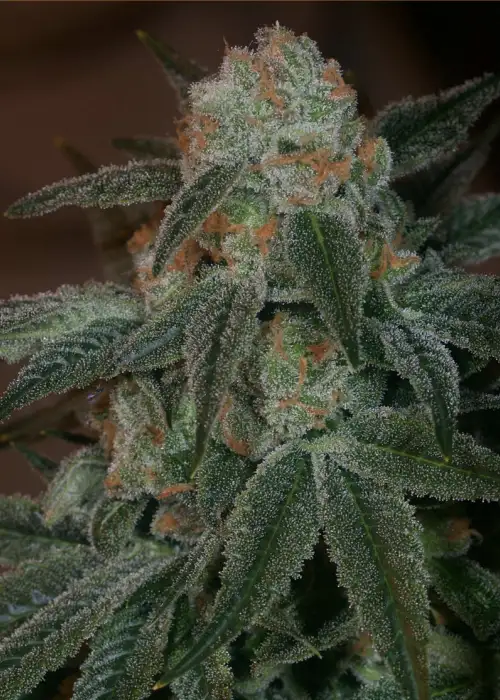Poochie Love by Archive Seed Bank, Photoperiod cannabis strain